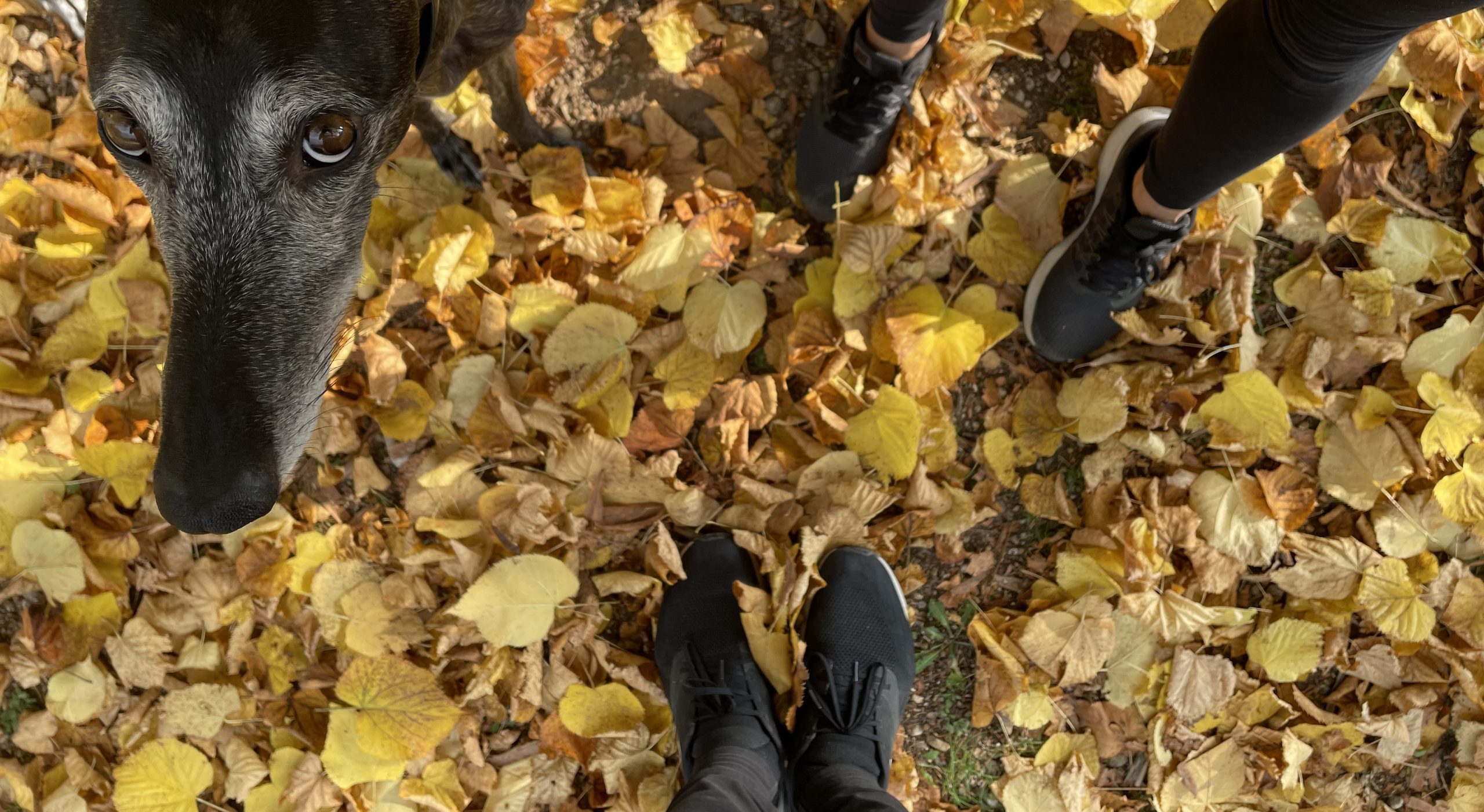 3piedi